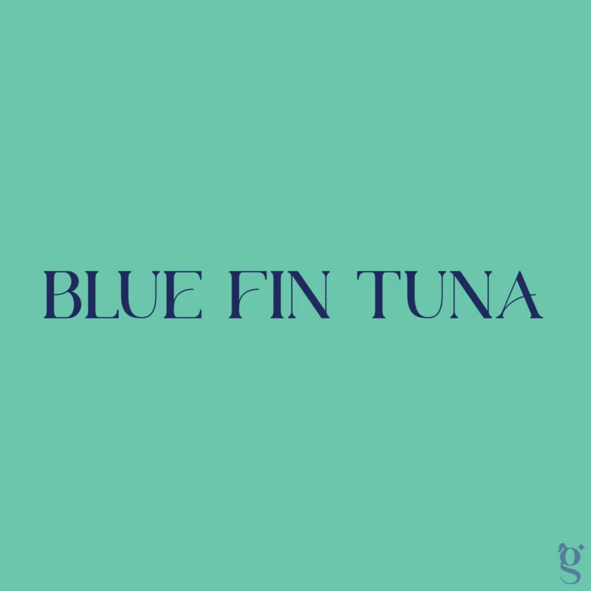 Blue Fin Tuna